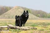 SCHIPPERKE 163